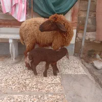 گوسفند و بره|حیوانات مزرعه|اهواز, منازل کارون|دیوار