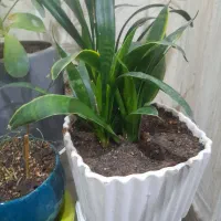 گلهای خانگی به مناسبت. روز مادر