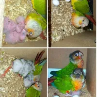 عروسهلندی نژادخاص.گیرینچیک جفت.شاه طوطی.|پرنده|اندیشه, شهرک مریم|دیوار