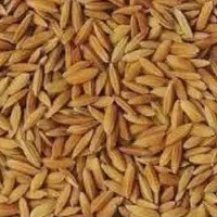 چلتوک لنجان