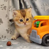 بچه گربه های بریتیش خانگی