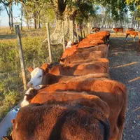 مجموعه فروش گوساله پرواری وداشتی