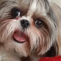 واگذاری|سگ|ری, فیروزآبادی|دیوار