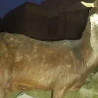 سلام بز مری اصیل 3عدد هر سه تا باهم