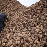 فروش چغندر قند