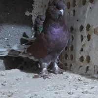 کبوتر سرخ اخمو