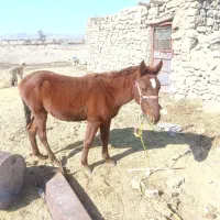 کره اسب نر فروشی 13ماهه|اسب و تجهیزات اسبسواری|صوغان, |دیوار