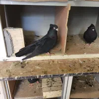 فروش صرب|پرنده|شاهین‌شهر, فردوسی|دیوار