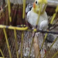 عروس‌هلندی‌نر