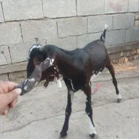 یک عدد بزنر