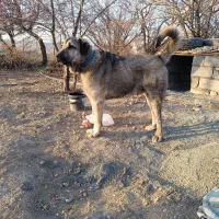 فروش سگ پژدر