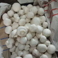 کمپوست مصرف شده|گل و گیاه طبیعی|زاویه, |دیوار