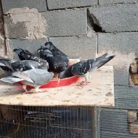 پلاکی نر|پرنده|دهاقان, |دیوار