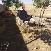 باسلام فروش دو راس گوساله یک راس گا و سمینتال