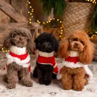 توله پودل عروسکی Toy Poodle