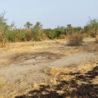 اجاره نیم هکتار زمین کشاورزی جهاد آباد (قطره ای)