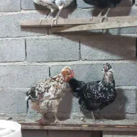 مرع خروس تخم و جوجه