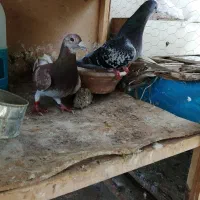 کبوتر موریس دلبروپلاکی مسافتی