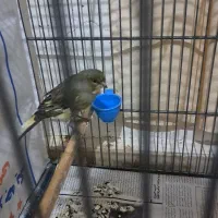 قناری ماده جفتی سره