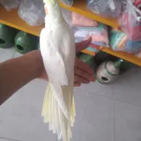 انواع پرنده