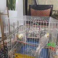 یک جفت عروس هلندی باقفس|پرنده|مشهد, شهید علی محمدی|دیوار