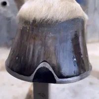 نعل بندی و قیار سم اسب