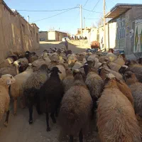 گوسفندبابره