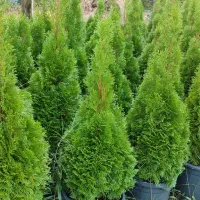 تویا امریکایی و کجا لاوسون