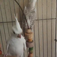 عروس هلندی|پرنده|مشگین شهر, |دیوار