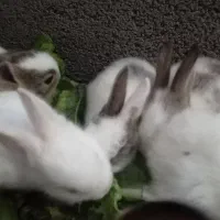 سلام خرگوش ماده باشش تا بچه هاش|موش و خرگوش|بندر ماهشهر, |دیوار