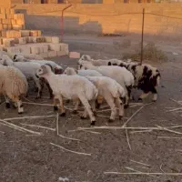 بره چاق پلوار کشتاری 370کیلویی|حیوانات مزرعه|ارزوئیه, |دیوار