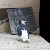 کبوتر لاهوری نر|پرنده|قم, دروازه کاشان|دیوار