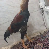 خروس لاری|حیوانات مزرعه|سرپل ذهاب, |دیوار