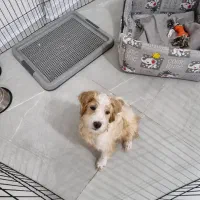 فروش توله پودل|سگ|شیراز, سفیرشمالی|دیوار