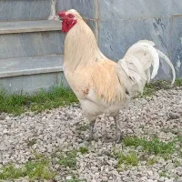 خروس دورگه لهستانی گلپایگانی