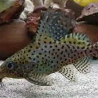 مرکز پخش وفروش ماهی اکواریوم|ماهی|گنبد کاووس, |دیوار