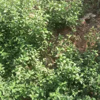 خروس گلین زیبا|حیوانات مزرعه|رشت, آزادگان|دیوار