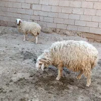 نر وماده