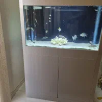 اکواریوم با ماهی