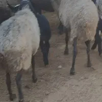 گوسفندشال|حیوانات مزرعه|شال, |دیوار