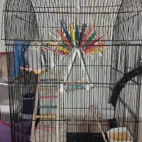 عروس.کوتوله.فنچ|پرنده|شیروان (خراسان), |دیوار