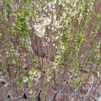 نهال نهالستان درخت گل گرمسیری سردسیری بدون واسطه|خدمات باغبانی و درختکاری|قم, تعویض پلاک|دیوار