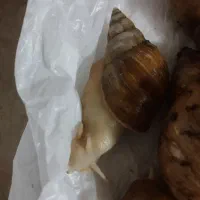حلزون|خزنده|شیراز, شهرک گلها|دیوار