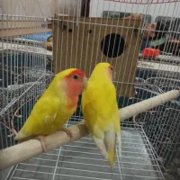 جفت طوطی برزیلی مولد