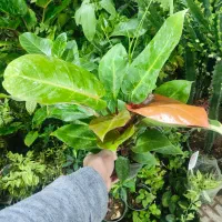 هدیه روز مادر|گل و گیاه طبیعی|اصفهان, شاه پسند|دیوار