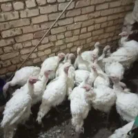 جوجه بوقلمون گوشتی برای خونریزی