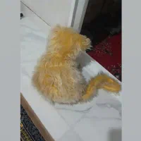 عروسک|اسباب‌‌بازی|بوکان, |دیوار