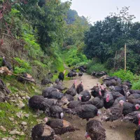 فروش و معاوضه گله جوان بوقلمون مولد برنز|حیوانات مزرعه|لنگرود, |دیوار