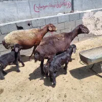 میش و بره افشاری اصل
