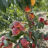 پیش فروش نهال میوه در نهالستان غرب|خدمات باغبانی و درختکاری|بهبهان, |دیوار